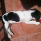 jugando con mi Kong